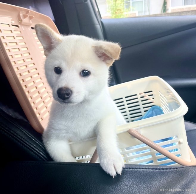 田中健一ブリーダーのブログ：引渡場所、追加します🚗💨