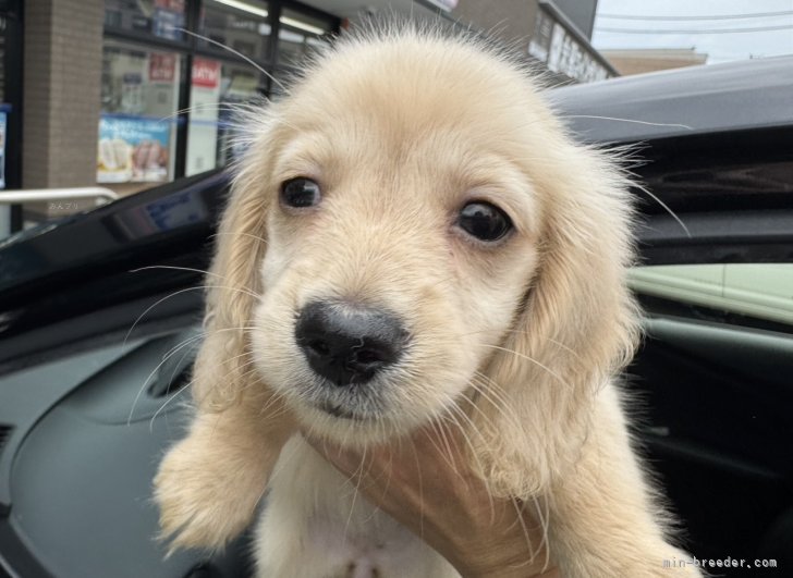 田中健一ブリーダーのブログ：ふっふふー