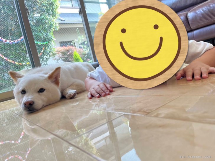 田中健一ブリーダーのブログ：かいたん🐻‍❄️はっぴーばーすでぃ💗💗