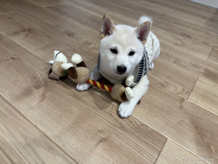 田中健一ブリーダーのブログ：ぷっぷー😚❤️❤️❤️