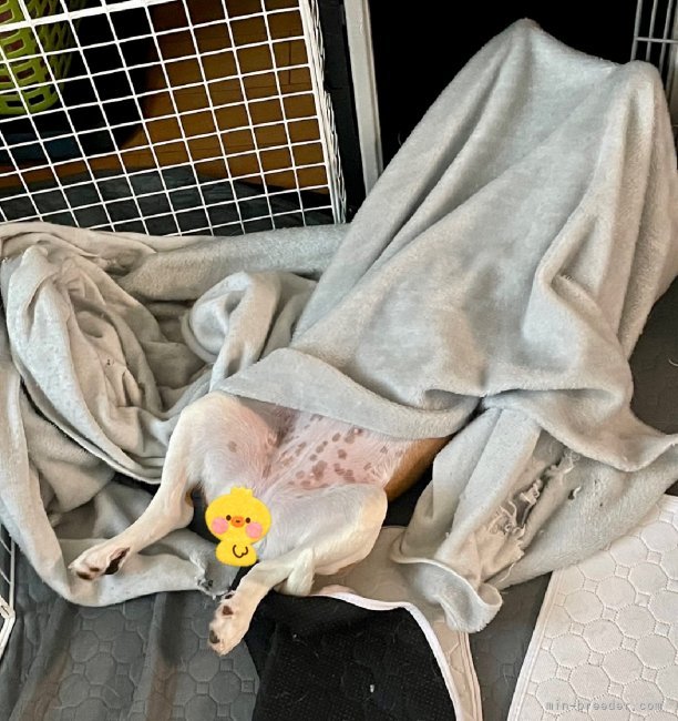 田中健一ブリーダーのブログ：モカ巡業〜🐶💕💕