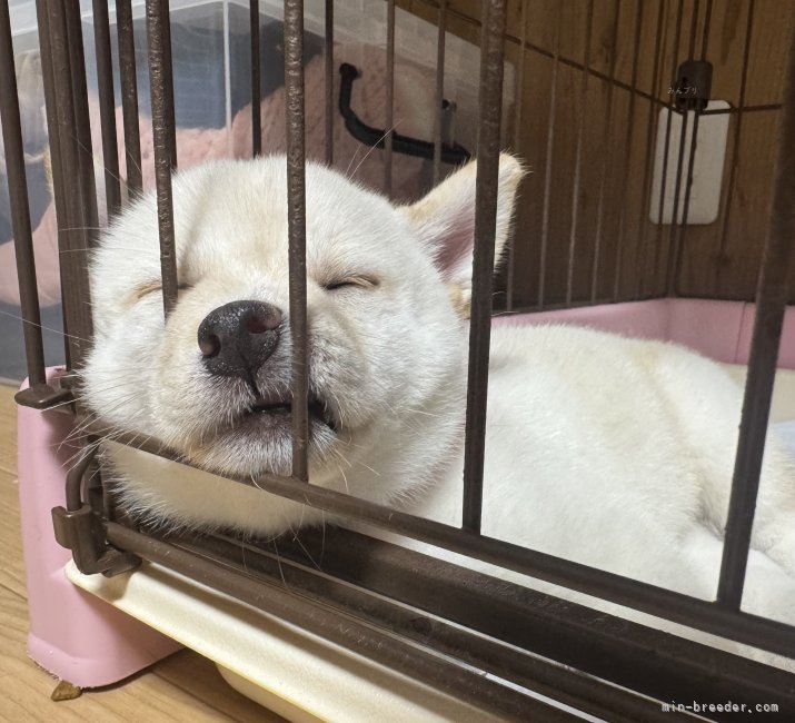 田中健一ブリーダーのブログ：お盆なにする予定😴？
