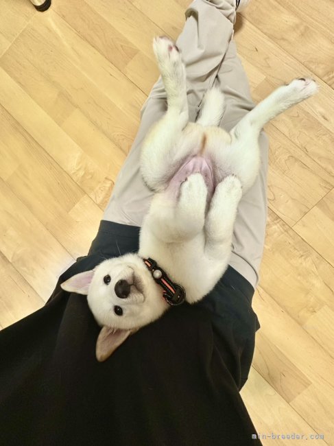田中健一ブリーダーのブログ：ま...まぶたっ😳😳❤️❤️❤️