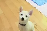 柴犬(標準サイズ)【愛媛県・男の子・2025年6月17日・白】の写真4