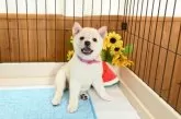 柴犬(標準サイズ)【愛媛県・女の子・2025年6月19日・白】の写真6