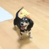 ミニチュアダックスフンド(ロング)【愛媛県・男の子・2025年5月2日・ブラック&イエロー】の写真11