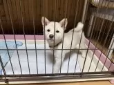 柴犬(標準サイズ)【愛媛県・男の子・2025年6月19日・白】の写真7