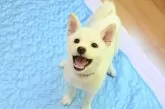 柴犬(標準サイズ)【愛媛県・女の子・2025年6月19日・白】の写真5