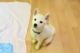 柴犬(標準サイズ)【愛媛県・男の子・2025年6月17日・白】の写真5