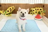 柴犬(標準サイズ)【愛媛県・女の子・2025年6月19日・白】の写真3