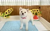 柴犬(標準サイズ)【愛媛県・女の子・2025年6月19日・白】の写真2