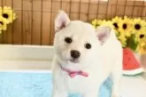 柴犬(標準サイズ)【愛媛県・女の子・2025年6月19日・白】の写真7