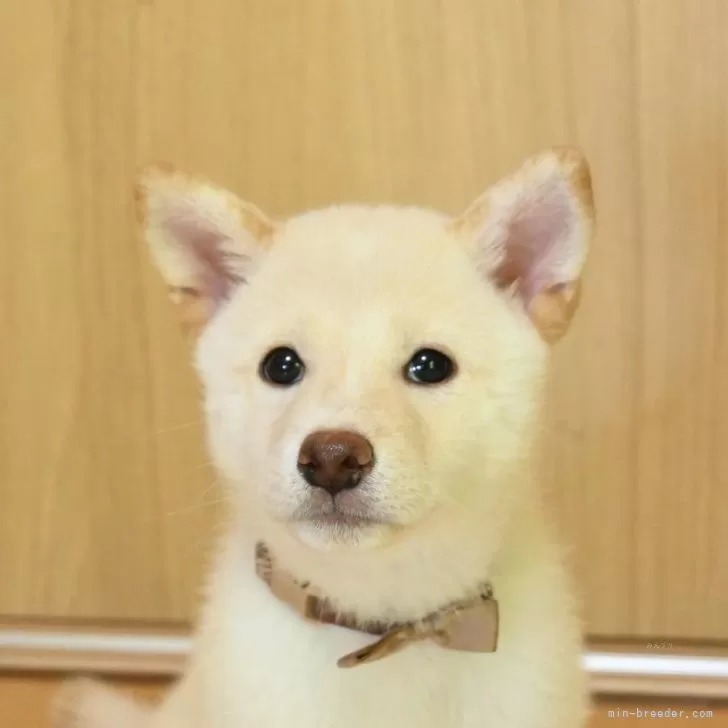柴犬(標準サイズ)【愛媛県・男の子・2025年6月19日・白】の写真1