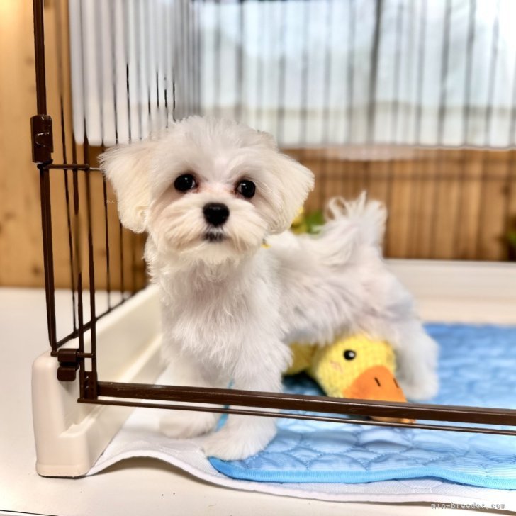 ブリーダー画像