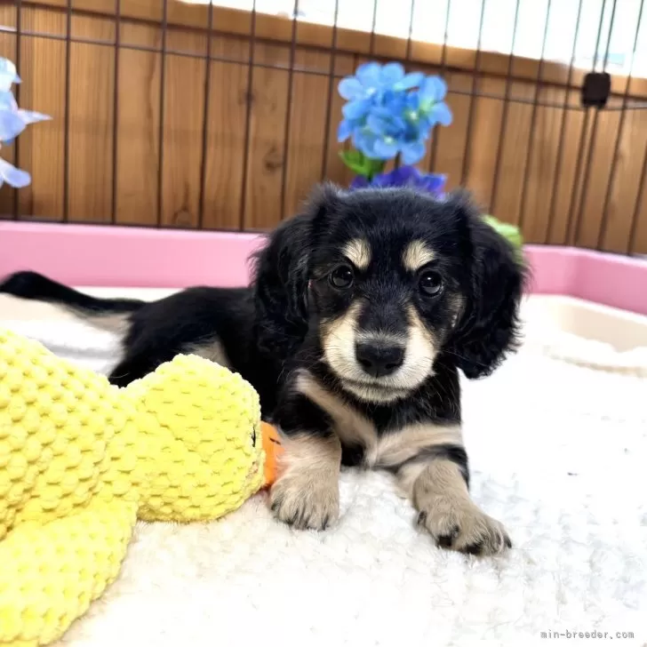 ID：2506-01116の子犬