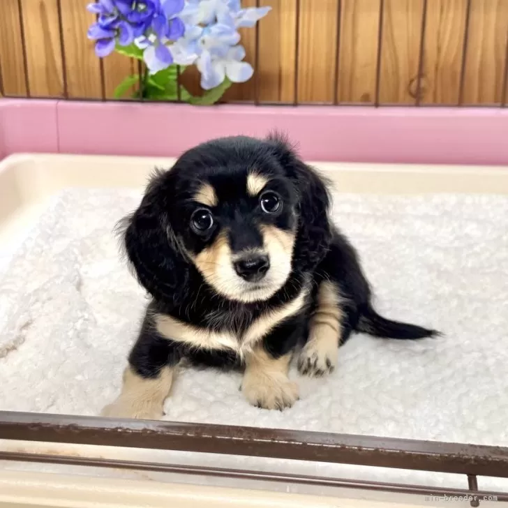 ID：2506-01091の子犬