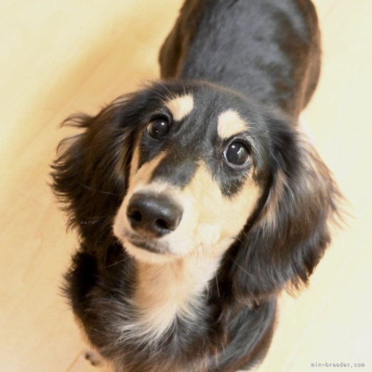 ブリーダー画像