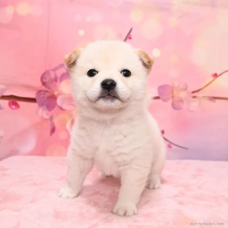 ID:2503-06032の子犬