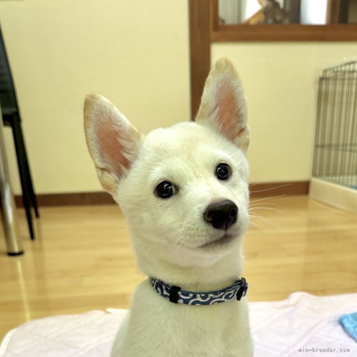ブリーダー画像