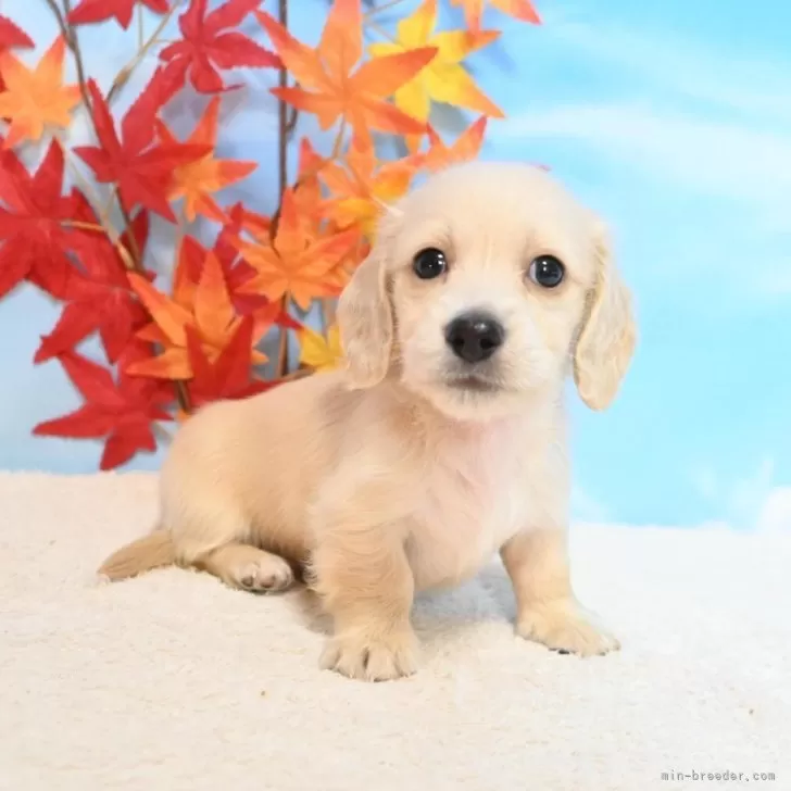 ミニチュアダックスフンド(ロング)【愛媛県・男の子・2025年10月3日・イエロー】の写真1