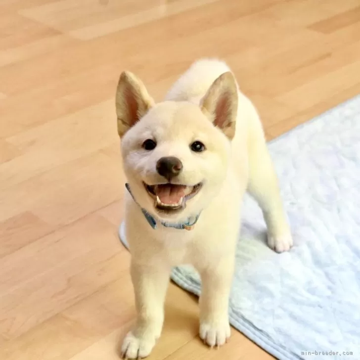 ID：2507-00404の子犬