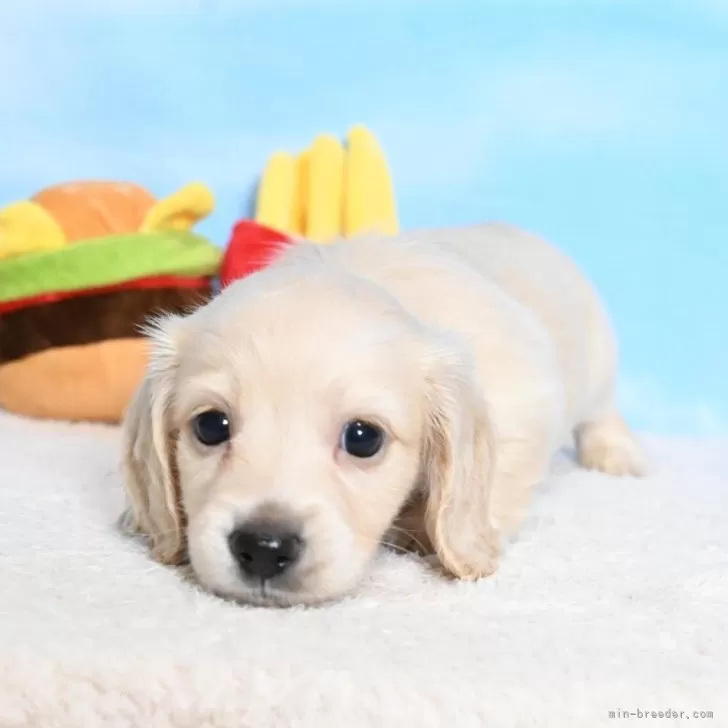 ミニチュアダックスフンド(ロング)【愛媛県・男の子・2025年8月8日・イエロー】の写真1