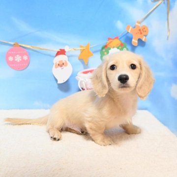 ミニチュアダックスフンド(ロング)【愛媛県・男の子・2025年10月3日・イエロー】の写真「愛嬌まんてん💯💕」