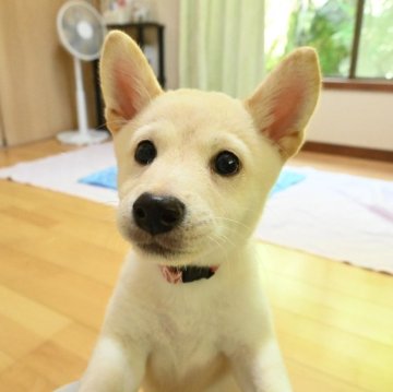 柴犬(標準サイズ)【愛媛県・女の子・2025年6月17日・淡赤】の写真「初心者さんにもおすすめ🔰💕」