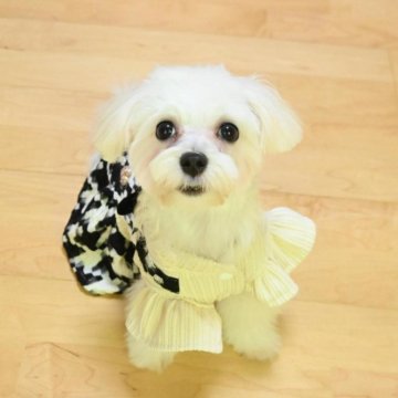 マルプー(トイプードル×マルチーズ)【愛媛県・女の子・2025年5月30日・ホワイト&ベージュ】の写真「白い妖精さん🧚🧚🧚」