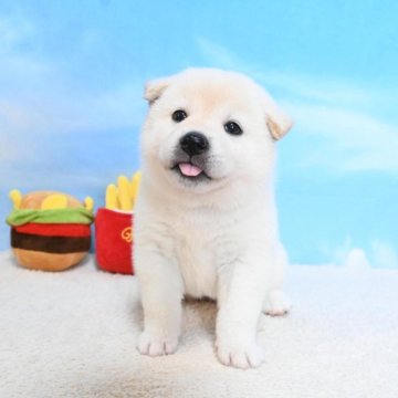 柴犬(標準サイズ)【愛媛県・女の子・2025年8月15日・白】の写真「あまえたちゃん🫶🏻」