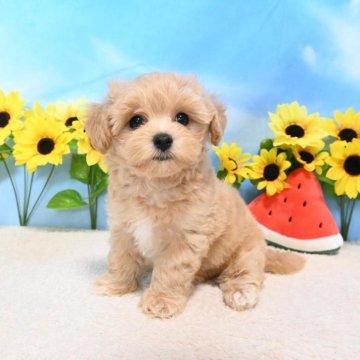 マルプー(マルチーズ×トイプードル)【愛媛県・男の子・2025年6月15日・アプリコット】の写真「かわいい、おぼっちゃま🥰」