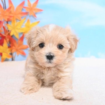 マルプー(マルチーズ×トイプードル)【愛媛県・女の子・2025年9月22日・アプリコット】の写真「衝撃のかわいさ❤️」