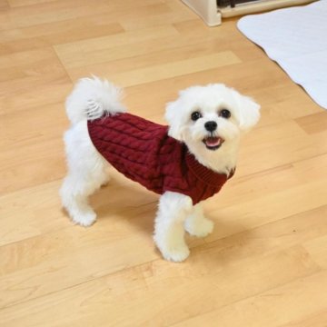 マルプー(トイプードル×マルチーズ)【愛媛県・女の子・2025年5月30日・ホワイト】の写真「✨🎍お正月特別価格🎍✨」