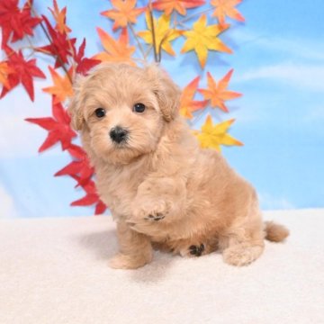 マルプー(マルチーズ×トイプードル)【愛媛県・男の子・2025年9月22日・アプリコット】の写真「つぶらな瞳が愛らしい🥰」