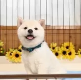 柴犬(標準サイズ)