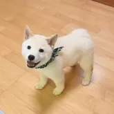 柴犬(標準サイズ)