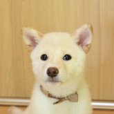 柴犬(標準サイズ)