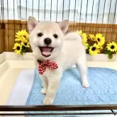 柴犬(標準サイズ)