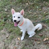 柴犬(標準サイズ)