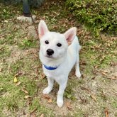 柴犬(標準サイズ)