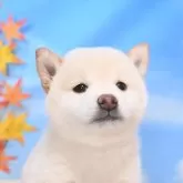 柴犬(標準サイズ)