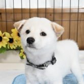 柴犬(標準サイズ)
