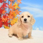 ミニチュアダックスフンド(ロング)