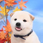 柴犬(標準サイズ)