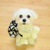 マルプー(トイプードル×マルチーズ)