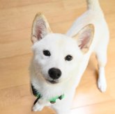 柴犬(標準サイズ)