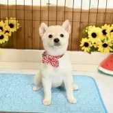 柴犬(標準サイズ)