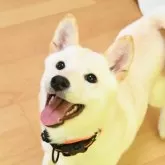 柴犬(標準サイズ)【愛媛県・女の子・2025年6月17日・淡赤】の写真1