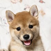 柴犬(標準サイズ)