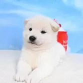 柴犬(標準サイズ)